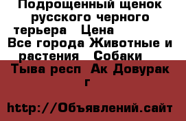 Подрощенный щенок русского черного терьера › Цена ­ 35 000 - Все города Животные и растения » Собаки   . Тыва респ.,Ак-Довурак г.